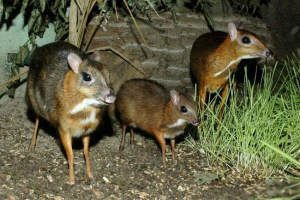 Olenki. Pogled na olenkov. Tko su olenki? Olenki. Pogled na olenkov. Tko su olenki?